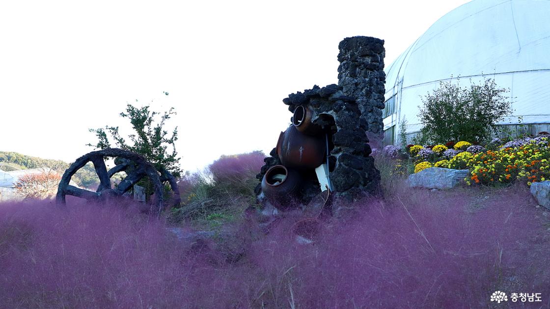 핑크뮬리 꽃밭의 전경