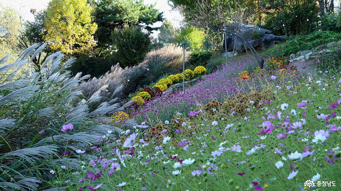 돌아 나가면서 만난 코스모스 꽃밭