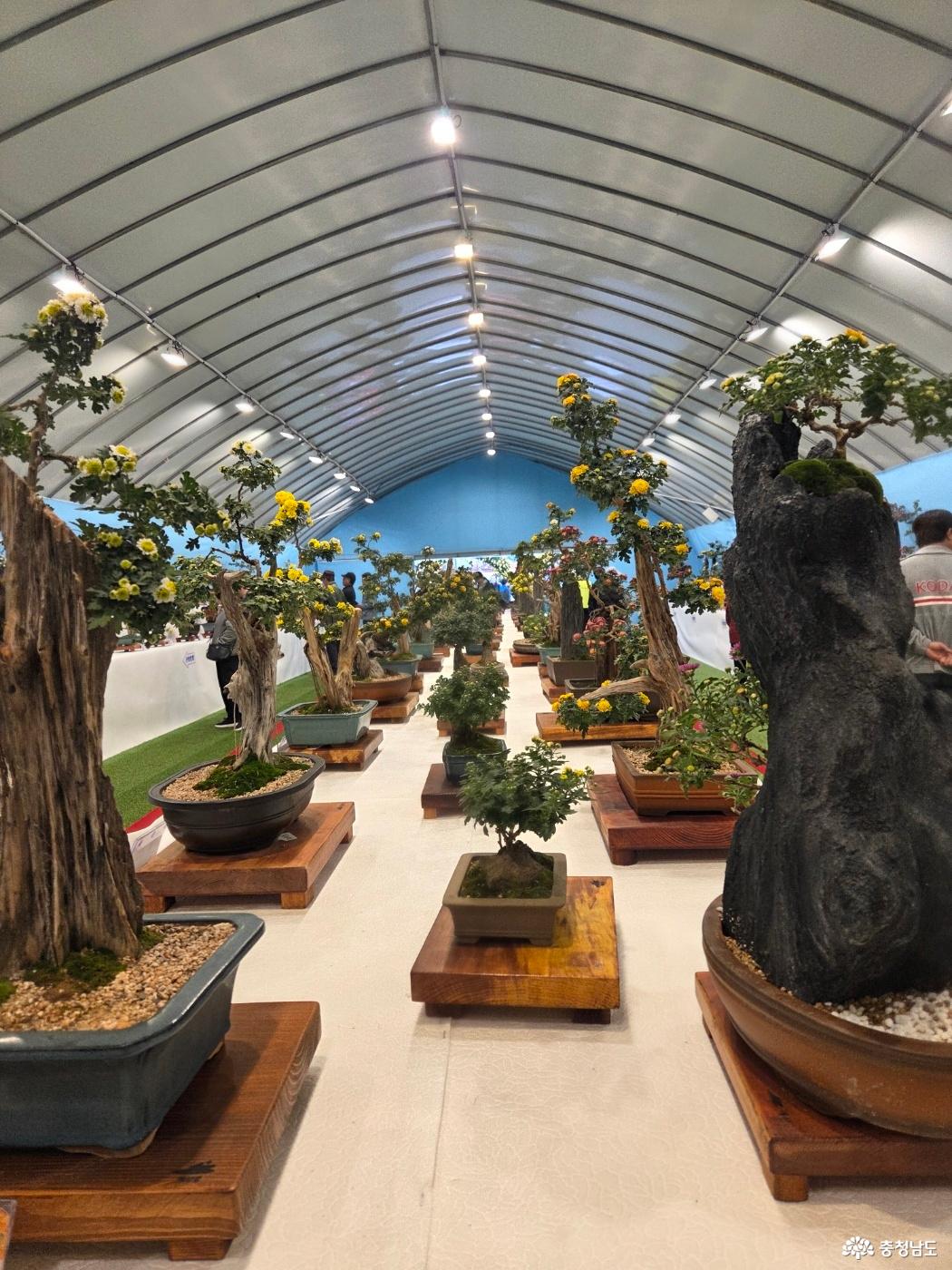 예산 삼국축제와 사과축제