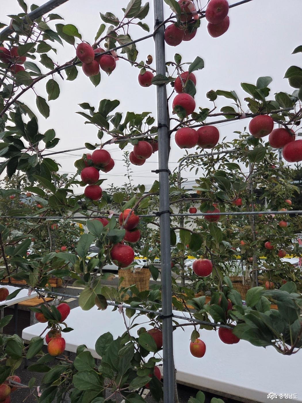 예산 삼국축제와 사과축제