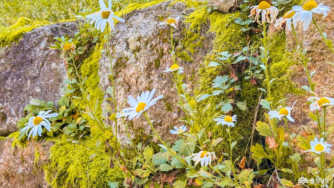 만일사 이끼 사이에 피어난 구절초