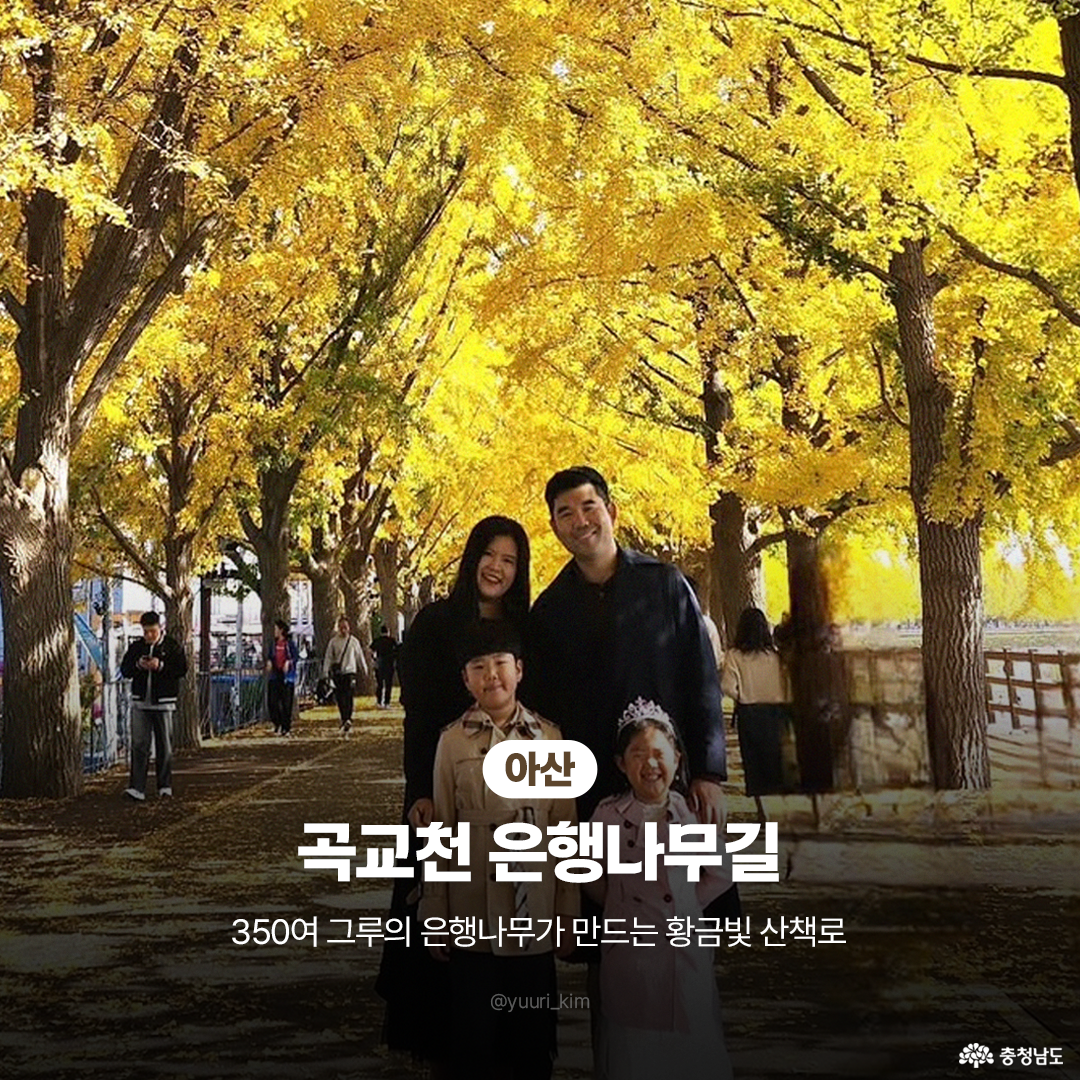 아산 곡교천 은행나무길 사진으로, 수백 그루 은행나무가 만든 노란 터널 아래 가족이 미소 지으며 서 있는 장면입니다. 나무 그림자가 길에 촘촘히 드리워지고 뒤로 산책하는 사람들 보이는 주말 나들이 분위기입니다. 하단 중앙에 장소명과 ‘350여 그루가 만드는 황금빛 산책로’ 문구 표기 장면입니다.