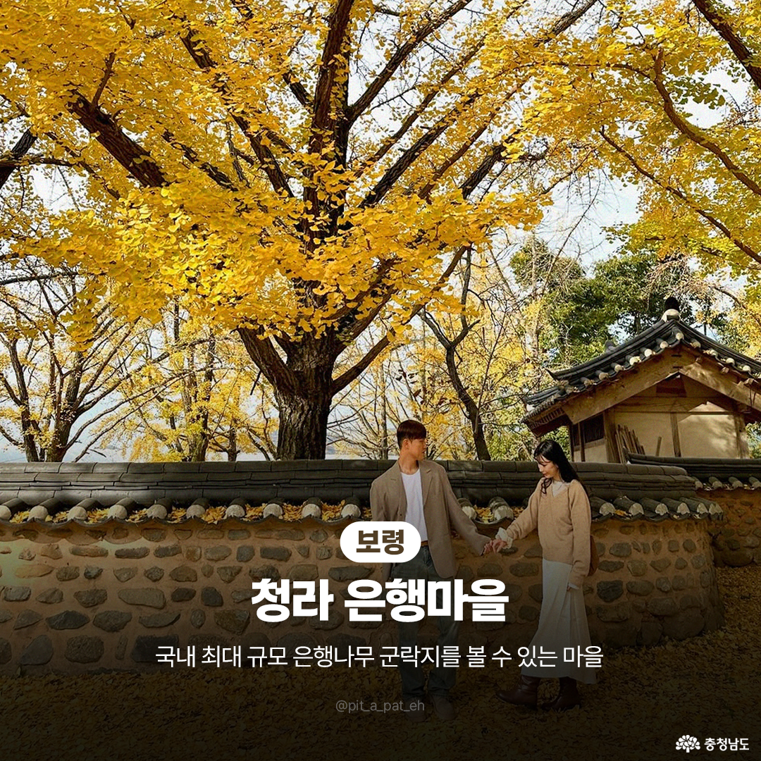 보령 청라 은행마을 사진으로, 거대한 은행나무가 노란 잎을 가득 드리운 가운데 돌담과 한옥 지붕이 배경으로 보이는 장면입니다. 담장 앞에서 남녀가 손을 맞잡고 서 있고 발아래 낙엽 카펫이 두껍게 깔린 가을 정취 강조입니다. 하단에 장소명과 ‘국내 최대 규모 은행나무 군락지’ 안내 문구 표기 장면입니다.