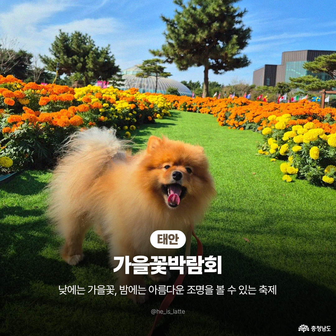 태안 가을꽃박람회 사진으로, 잘 정돈된 초록 잔디길 양옆에 주황·노란 국화 flower bed가 길게 이어진 장면입니다. 중앙에 갈색 리드줄을 한 포메라니안이 혀를 내밀고 서 있으며 뒤로 유리돔 온실과 소나무, 파란 하늘이 보이는 맑은 날 분위기입니다. 하단에 축제명과 ‘낮에는 가을꽃, 밤에는 조명’ 안내 문구 오버레이 배치 장면입니다.