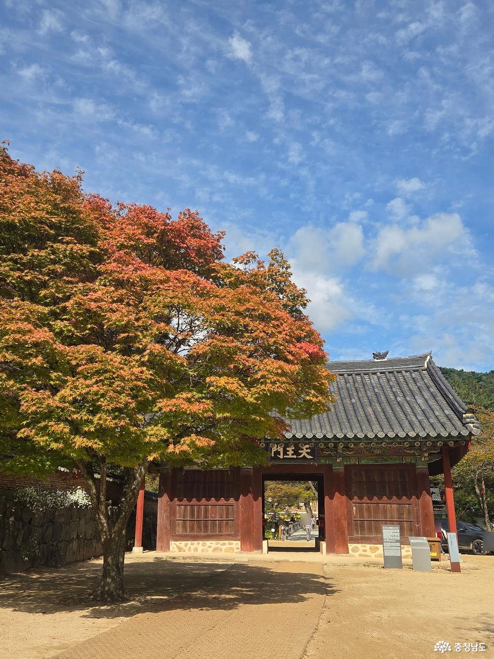공주의 가을은 갑사라는 말이 있지만, 저는 마곡사의 단풍도 참 좋더라고요. 지내온 세월만큼 키가 큰 나무의 빨간 단풍이 마곡사의 가을을 알려주는 사진입니다.