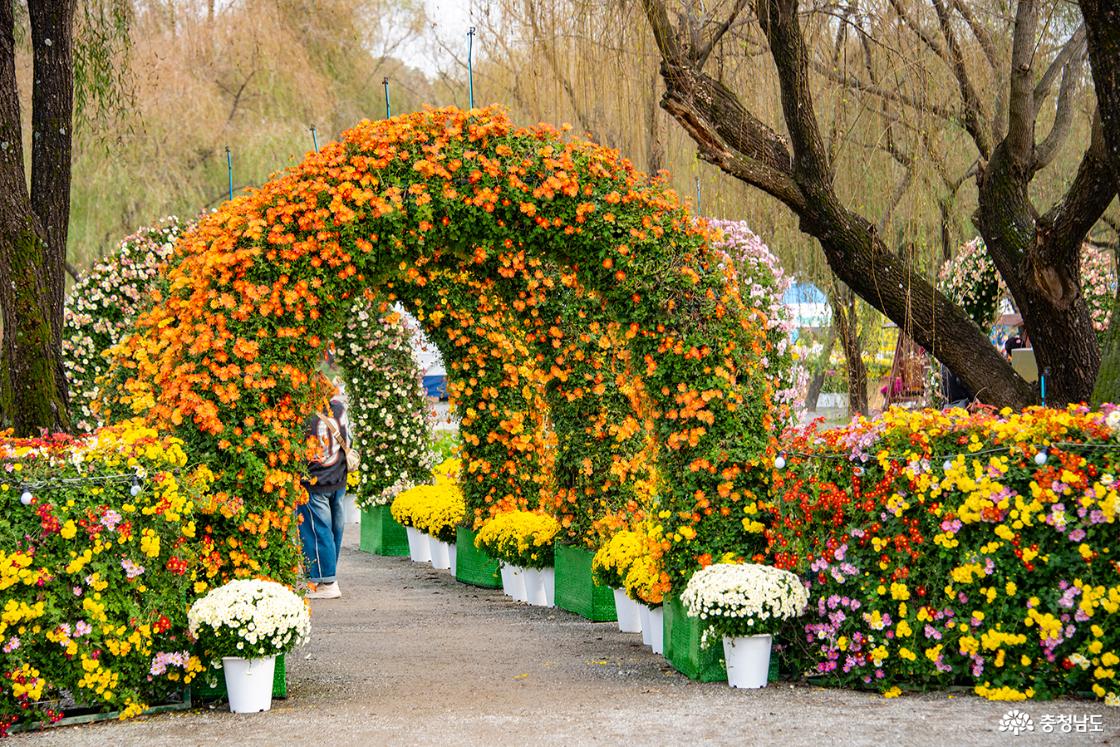 국화 터널의 모습