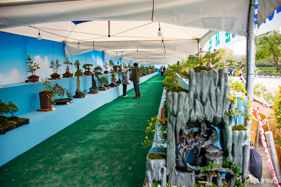 국화분재 전시장과 다양한 작품들