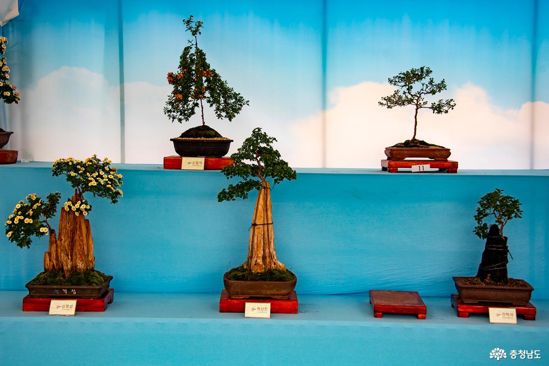 국화분재 작품들