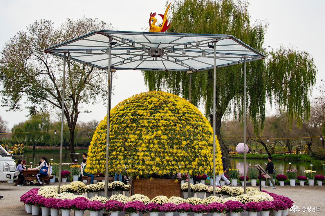 천륜작 – 한 줄기에서 2,250송이의 국화