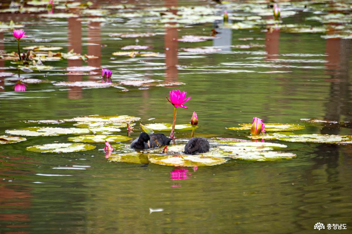 수련 속의 물닭