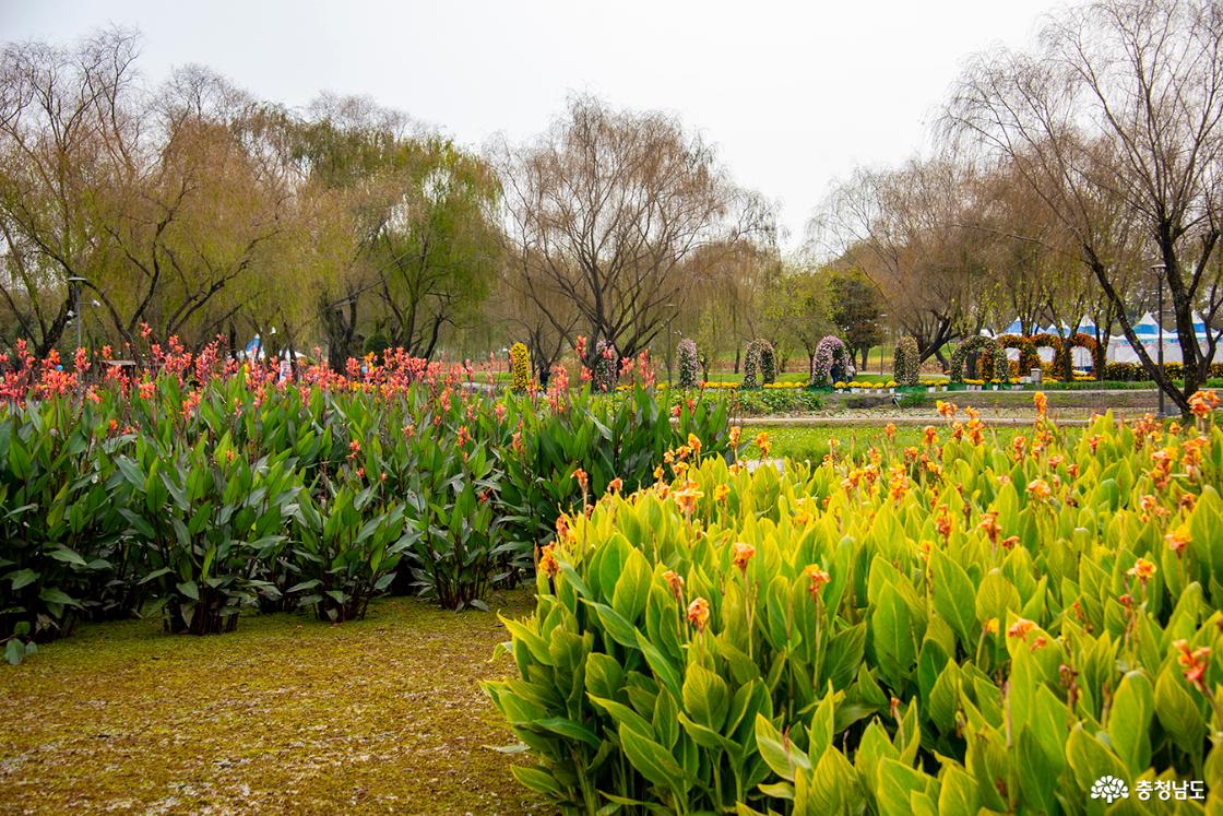 물칸나의 아름다움