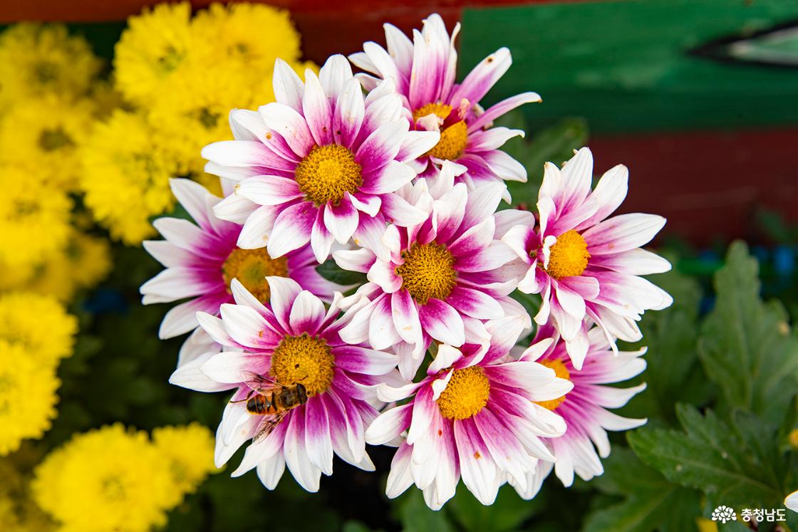 다양한 국화꽃의 모습