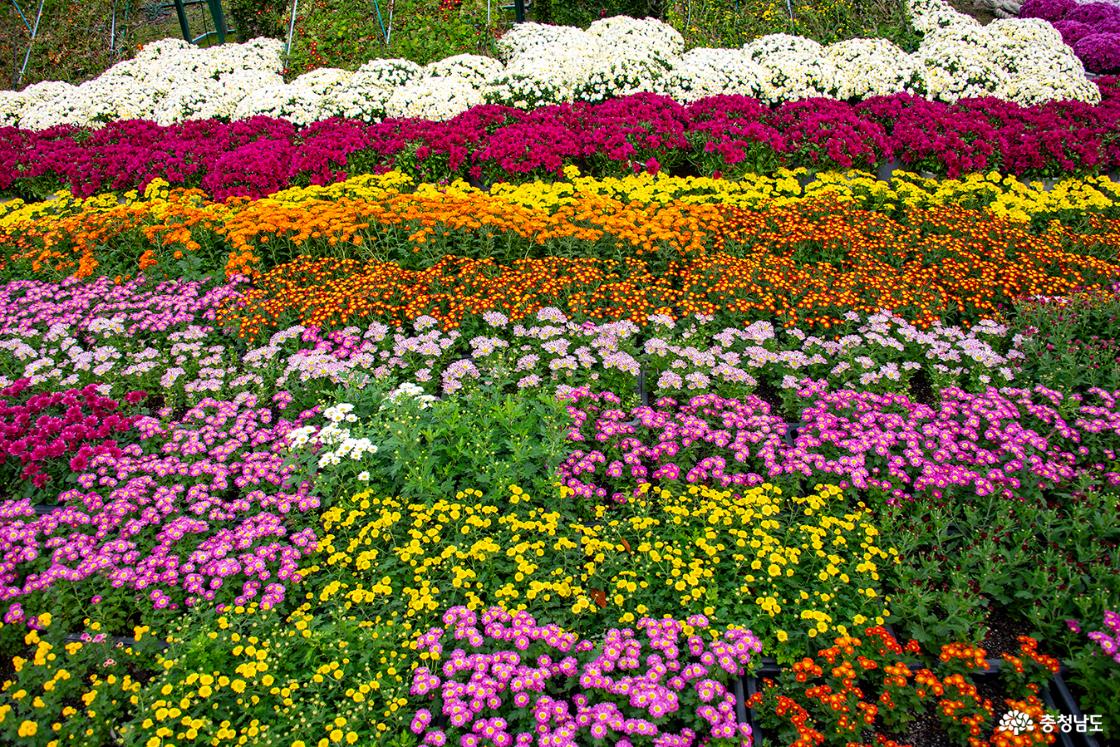 형형색색 어울린 국화꽃의 물결