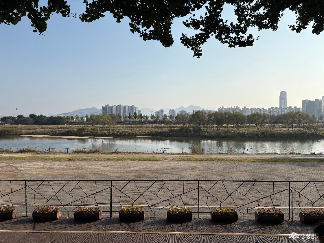 곡교천은행나무길