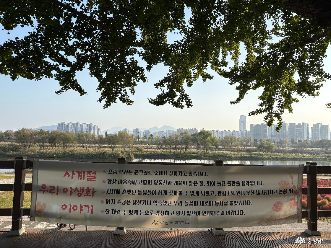 곡교천은행나무길