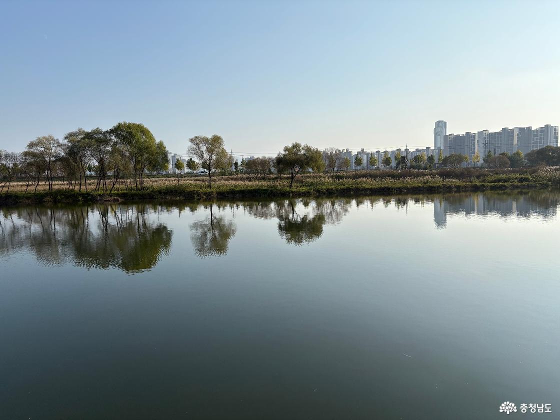 곡교천은행나무길