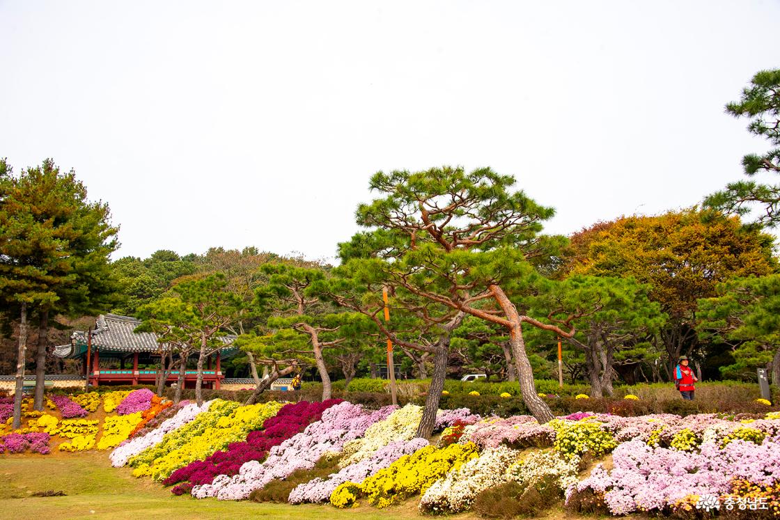부소산문 앞의 국화