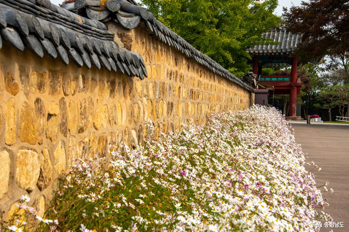 담장 아래 소복히 피어 있는 구절초