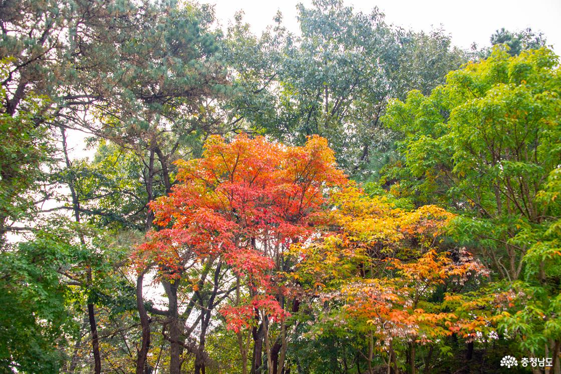 가을 빛으로 물들어가는 부소산 