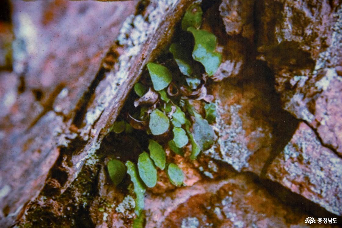사진으로 보는 고란초의 모습