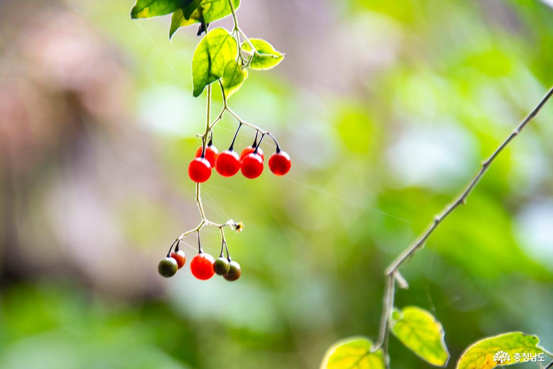 고란사 지붕의 배풍등 열매