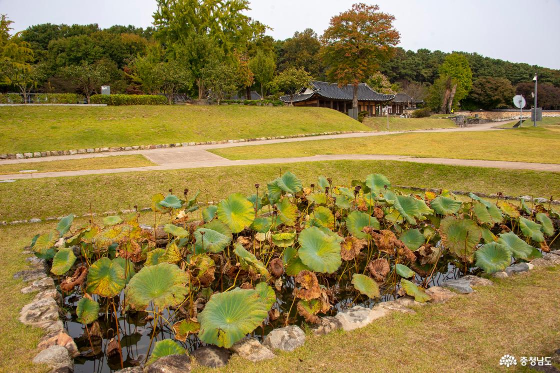 관북리유적 연못의 모습