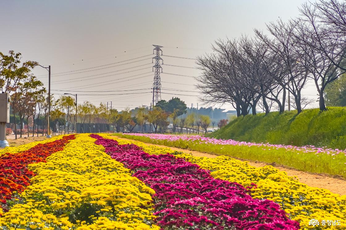합덕농촌테마공원 국화꽃길 