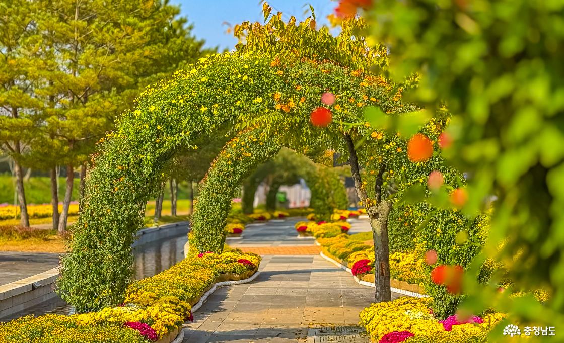 국화터널 개화율 10% 10.31 기준 