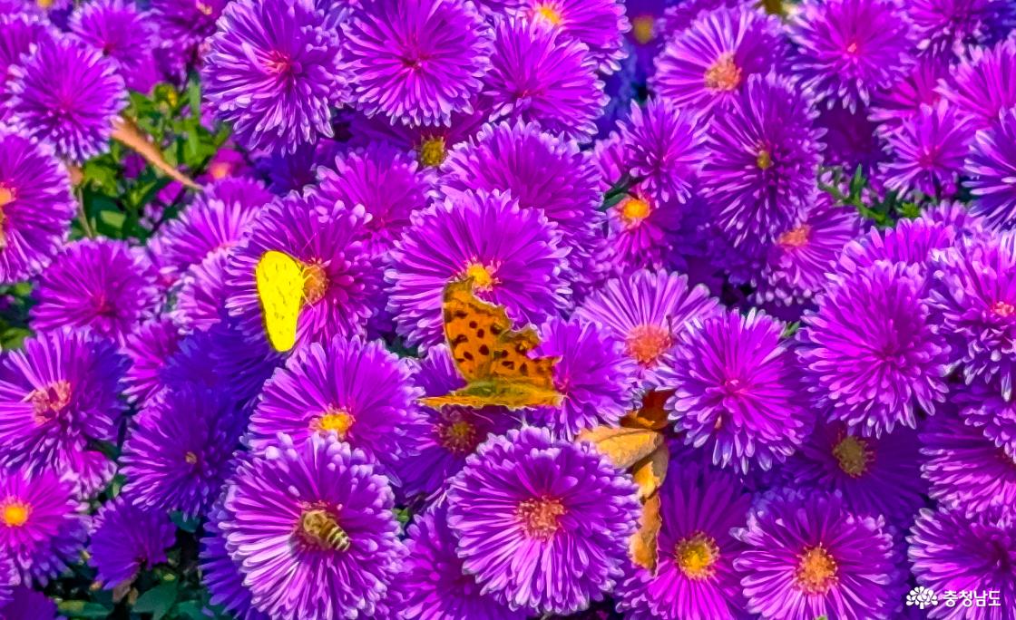 이스타국화와 나비