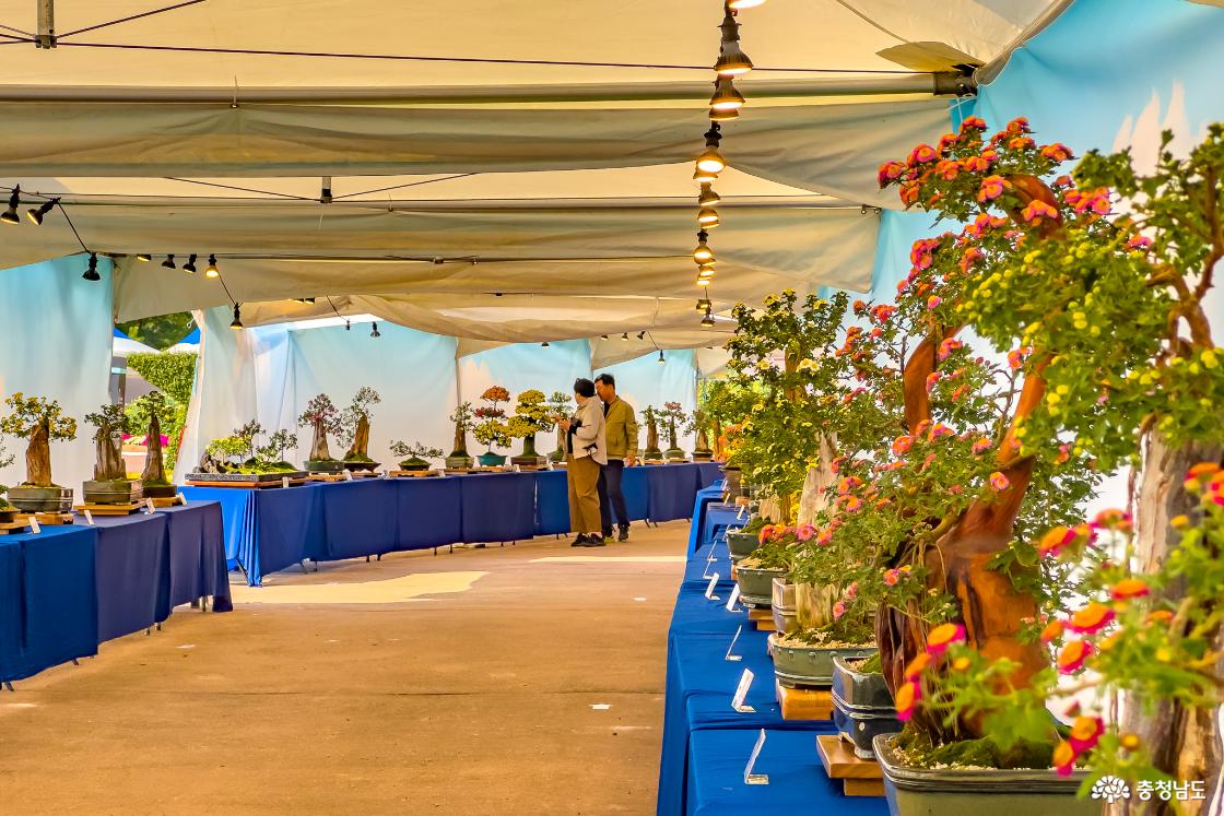 국화 분재 전시