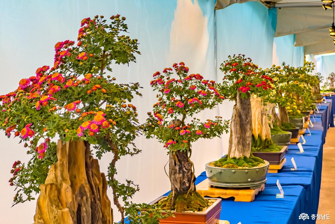 국화 분재 전시