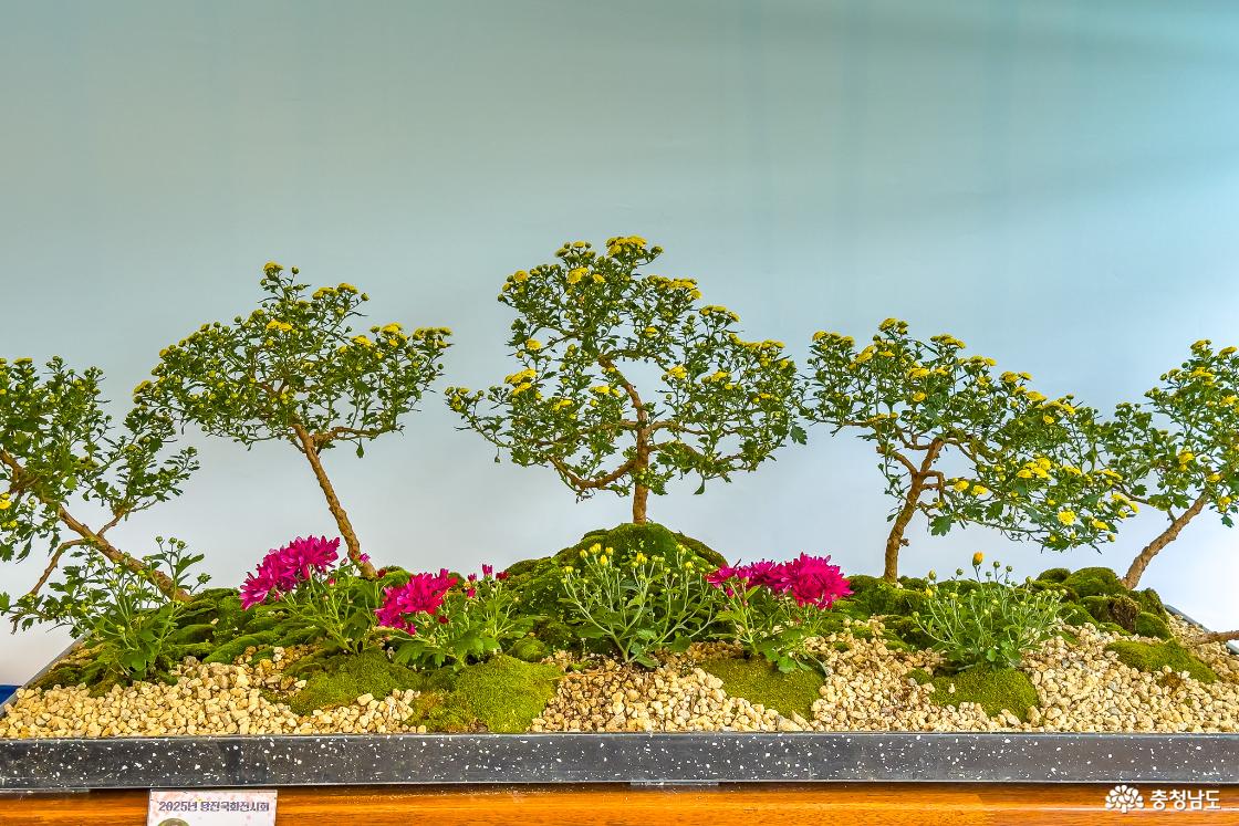 국화 분재 전시