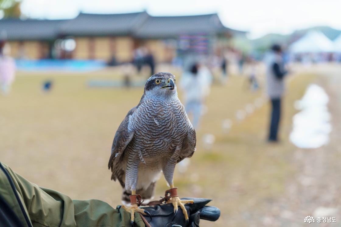 면천읍성 축제