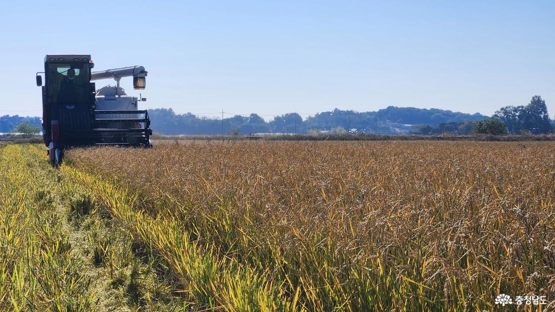 3일 당진시 송악읍 논에서 콤바인이 움벼 수확을 하고 있다.