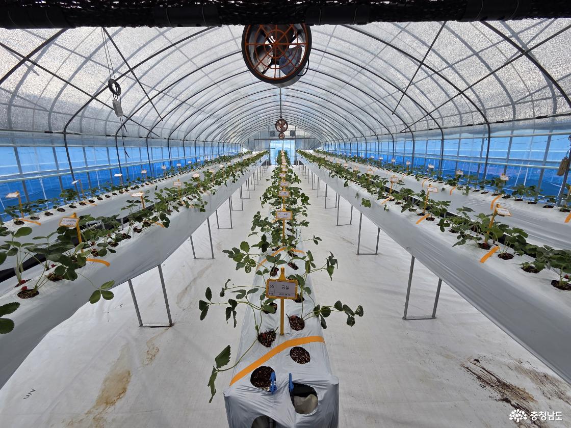 딸기 연구소 사진