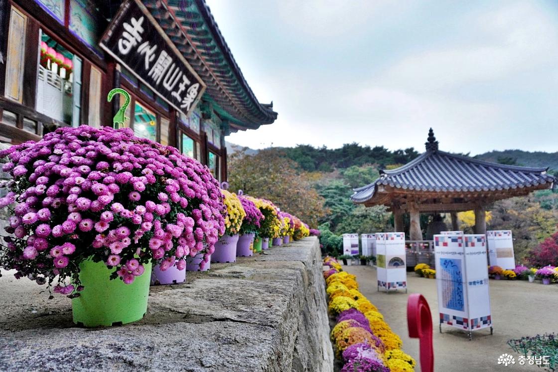 서산 개심사 국화와 단풍, 예술작품을 동시에  충남 내포자연문화예술제