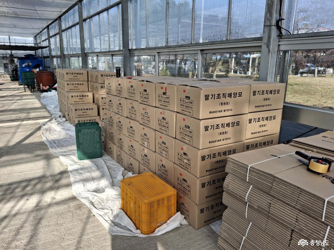 딸기 우량묘 분양