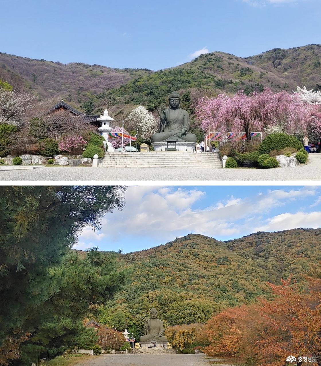 태조산 각원사의 봄 풍경(2024년 4월 촬영) / 가을이 깊어가는 태조산과 청동대불