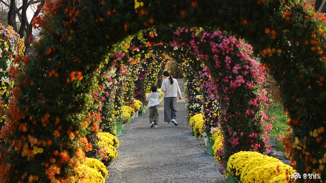 국화꽃 터널 모습