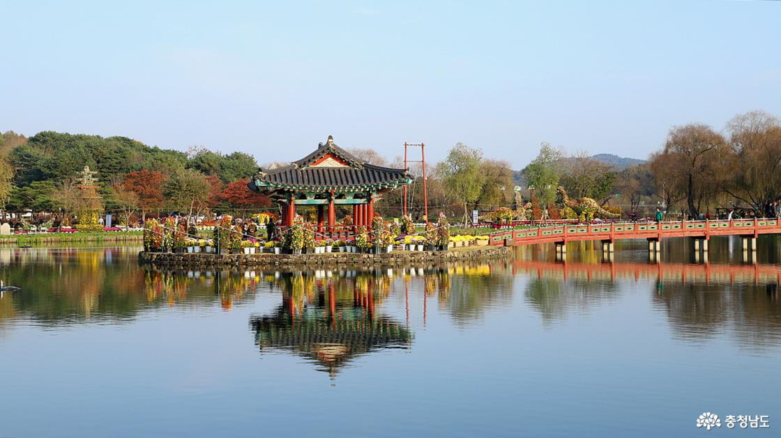 포룡정에도 국화가 가득