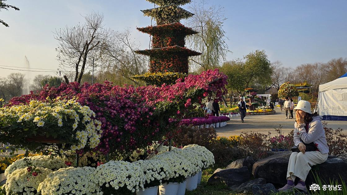 정림사지 5층 석탑도 국화로 재탄생