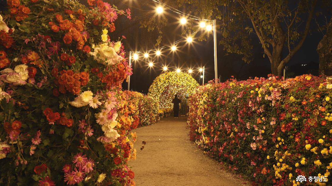 처음 들어갈 때 보았던 국화 터너르이 야경