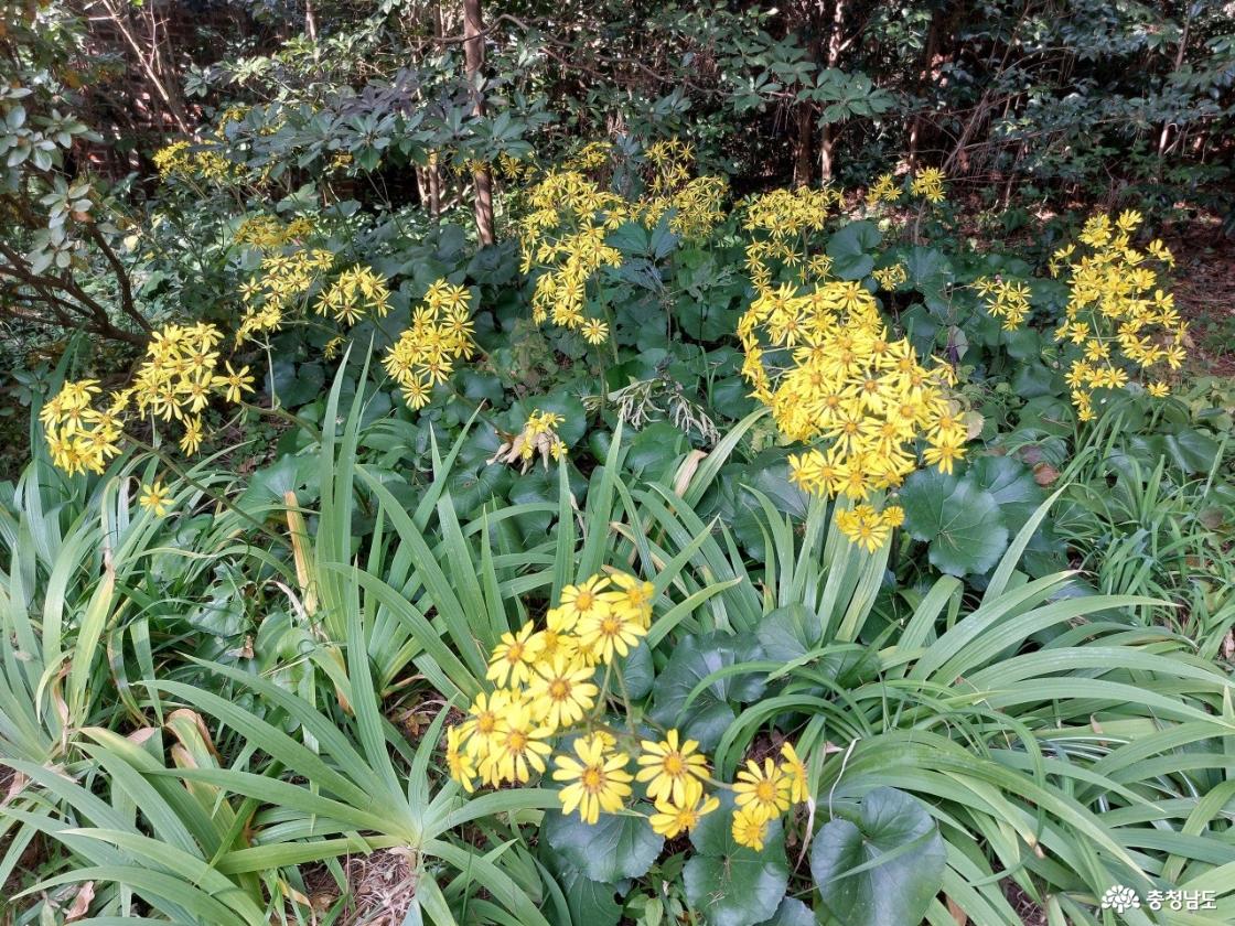 털머위 등 다양한 식물