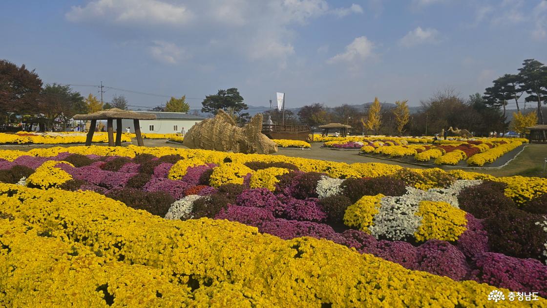 국화꽃 가득한 축제장의 모습 1