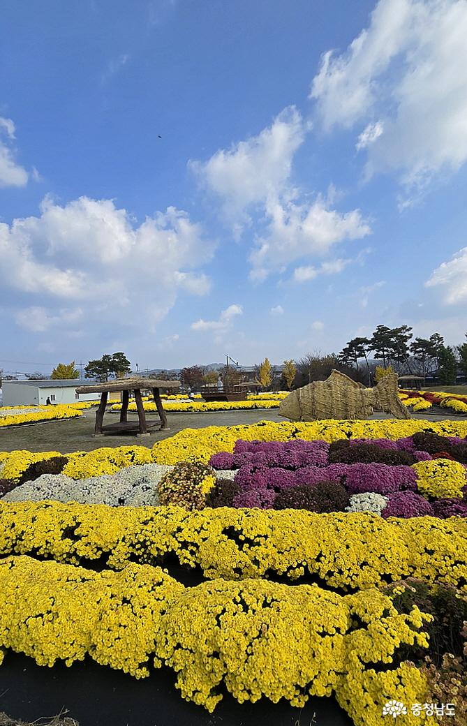 국화꽃 가득한 축제장의 모습 2