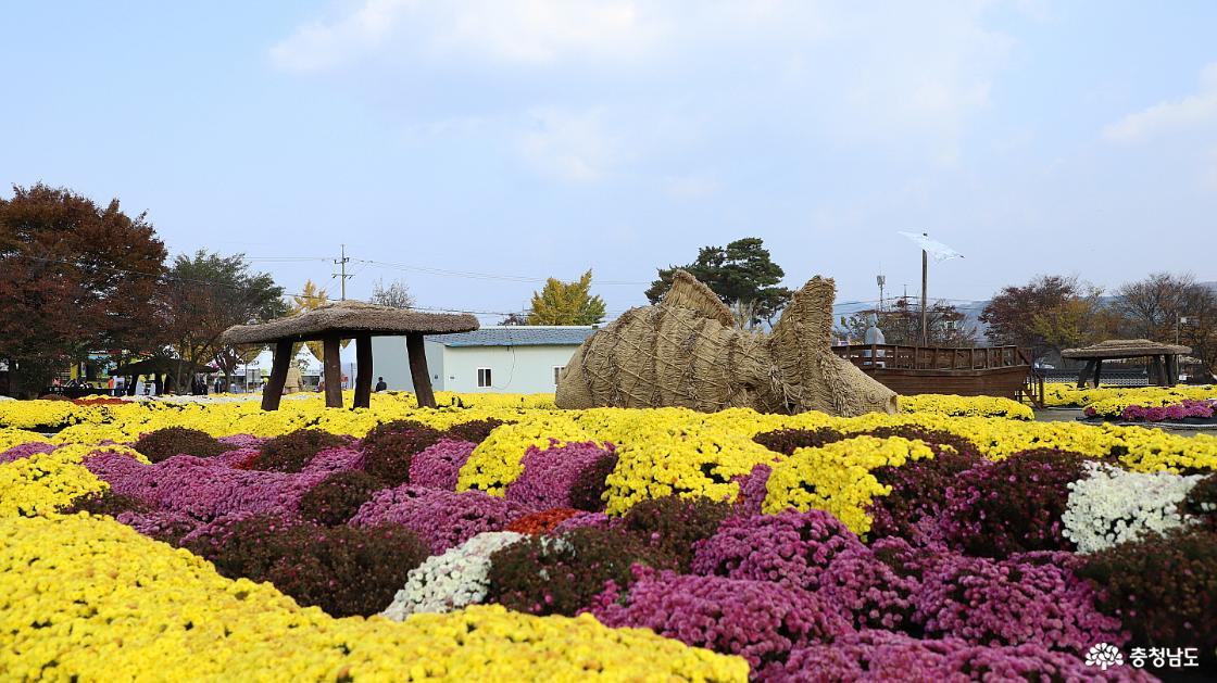 국화꽃 가득한 축제장의 모습 4