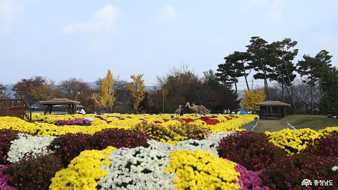 국화꽃 가득한 축제장의 모습 5