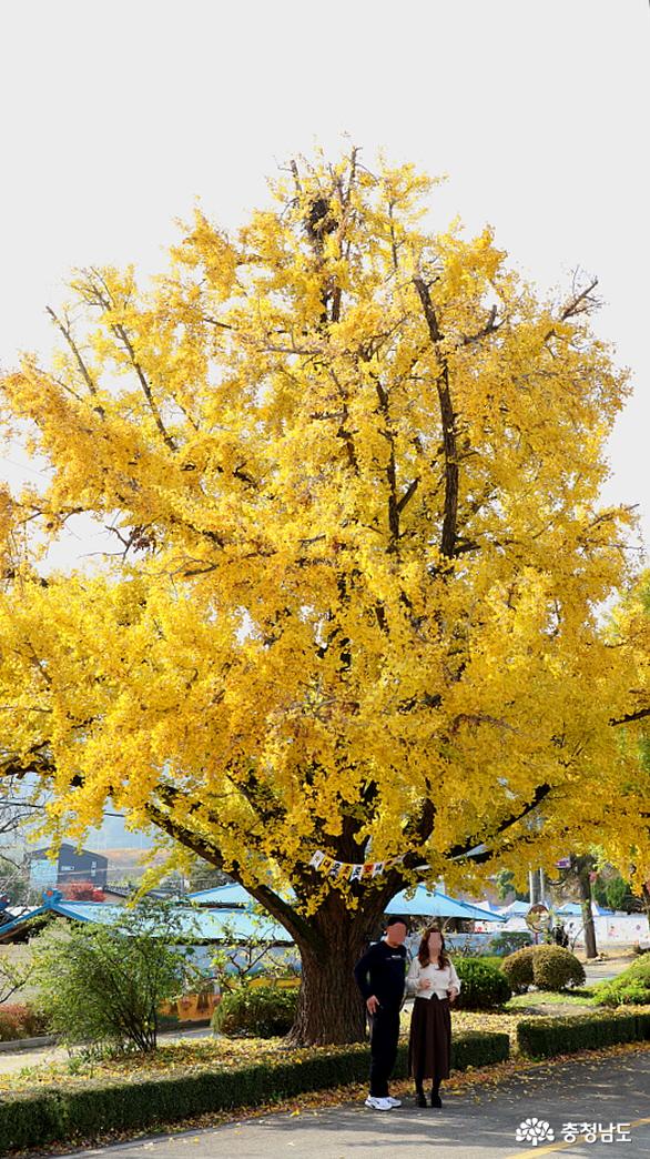 노랗게 물든 축제장의 은행나무 모습 2