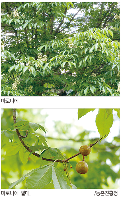 마로니에 사진