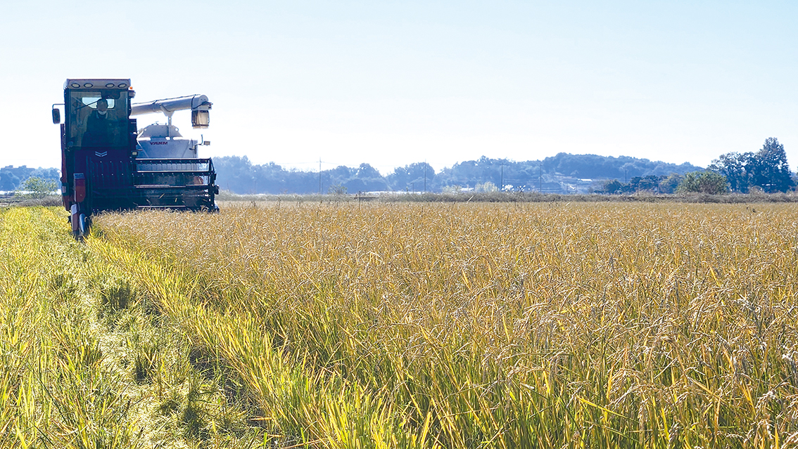 한번 모내기로 두번 수확